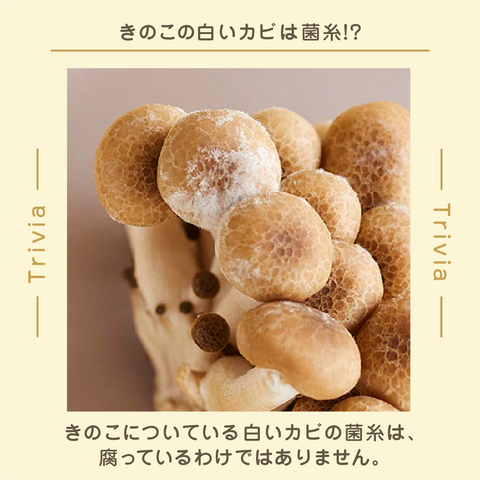 きょうの豆知識
