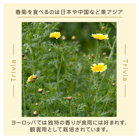 きょうの豆知識