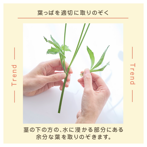 きょうの豆知識
