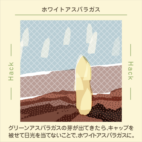 きょうの豆知識
